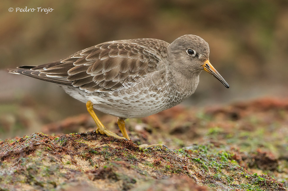 Correlimos oscuro (Calidris maritima)